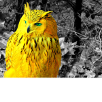 Golden Owl Cafe