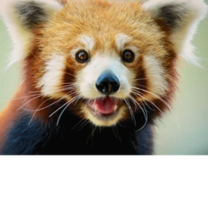 Red Panda GamesTM Roblox group icon