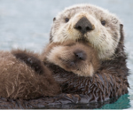 Otters Forever!