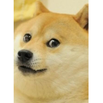 Savage like a Doge