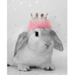 ._.Bunny Squad._.