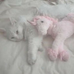 TheUnicornClub