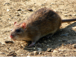 Rat Mafia Gang