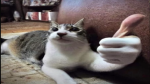 Catsunited!!!!!!