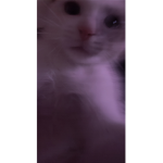 TV d!nn3r