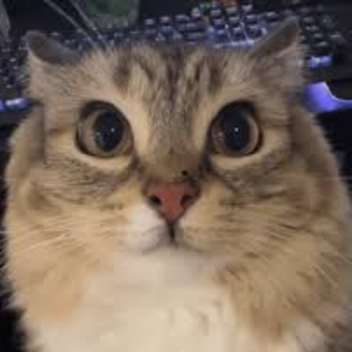 this is the place where you meow 2