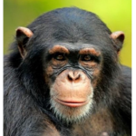 land of monky