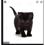Cat people group *-*