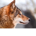 WOLFZ GANGZ