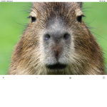 Capybara crew123
