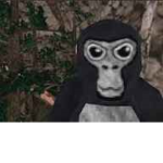 Gorilla friend group