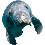 HokusPokeus Fan Group!