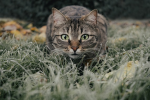 Tiger wars