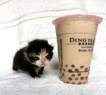 image-1.png