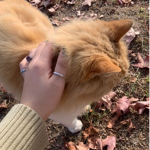 little kitties <33