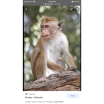 Monkeygroup:D
