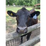 Cow Army The GREAT