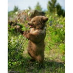 #THEHBEARSQUAD