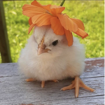 the ballistic chickens
