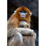 Petit singe