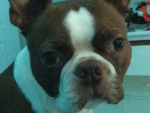 THE PUPPY LAVA FANSSSSSSSSS