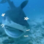 ヾ(⸝ ˆ ▽ ˆ ⸝)ノ