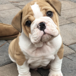 Head bulldog