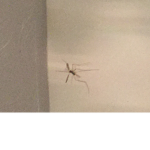 Fly or not fly