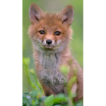 foxsforever1234 group :3