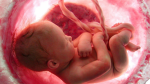 newborn Kingdom