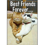 FrInds_forever