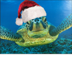 THE TURTLE SQUAD THE GODS