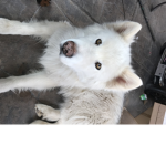 all dogs are the best