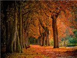 Autumn Admirers
