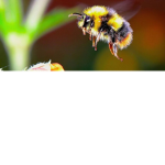 bees <3