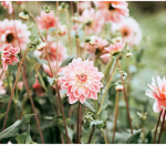 The happy flowers;)