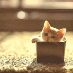 junkyard cat