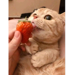 Strawberry Cat Studios