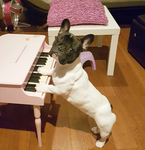 French bulldog puppy’s! <3