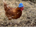 CHICKENZ 4 life