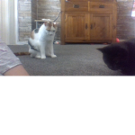chloe and boo the cats
