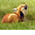 Hiya!!
