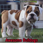 Awesome Bulldogs