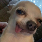xDog Squadx