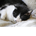 Cats Rule ROBLOX <3