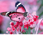 ButterfIy Army!
