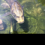 AAAAAAAAAAAAAAAAAAAAAAAAAAAAAAAAAAAAAAAAAAAAAAAAAA