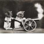 Fighter cats hangout