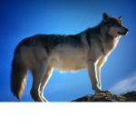 The cliff wolfs