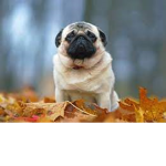I LOVE PUGSSSSSSSSSS JOIN IF YOU LOVE THEM TO